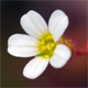 Saxifraga tridactylites