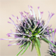 Scabiosa columbaria