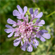 Scabiosa triandra