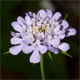 Scabiosa velenovskyana