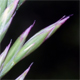 Lolium arundinaceum