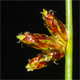 Schoenoplectiella supina