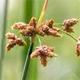 Schoenoplectus lacustris