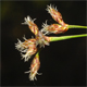 Schoenoplectus tabernaemontani