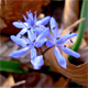 Scilla bifolia