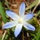 Scilla luciliae