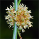 Scirpoides holoschoenus