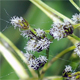 Scirpus sylvaticus