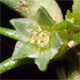 Scleranthus annuus
