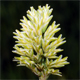 Sclerochloa dura