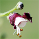 Scrophularia canina