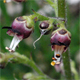 Scrophularia juratensis