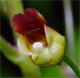 Scrophularia nodosa
