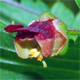 Scrophularia umbrosa u.