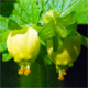 Scrophularia vernalis
