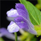 Scutellaria galericulata
