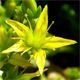 Sedum acre