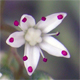 Sedum album