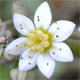 Sedum dasyphyllum