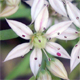 Sedum hispanicum