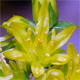 Sedum montanum
