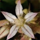 Sedum rubens