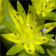 Sedum sarmentosum