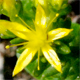 Sedum sexangulare