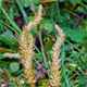 Selaginella selaginoides