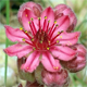 Sempervivum arachnoideum