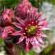 Sempervivum tectorum