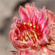 Sempervivum xfauconneti