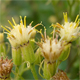 Senecio cacaliaster