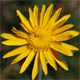 Senecio doronicum