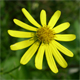 Senecio inaequidens