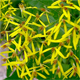 Senecio ovatus