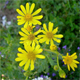 Senecio squalidus r.