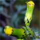 Senecio vulgaris