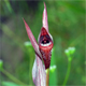 Serapias vomeracea