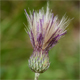 Serratula tinctoria m.