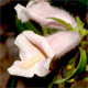 Sesamum indicum