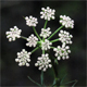 Seseli annuum