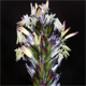 Sesleria caerulea