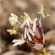 Sesleriella sphaerocephala