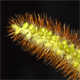 Setaria faberi