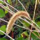 Setaria italica p.
