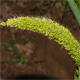 Setaria italica i.