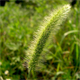 Setaria pumila