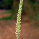 Setaria verticillata