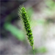 Setaria italica v.